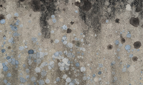 Roof Related Mold